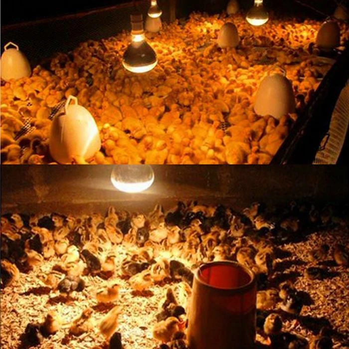 Applicable places for 250 watt infrared bulb