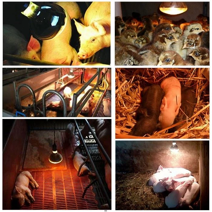 Applicable places for 240v heat lamp